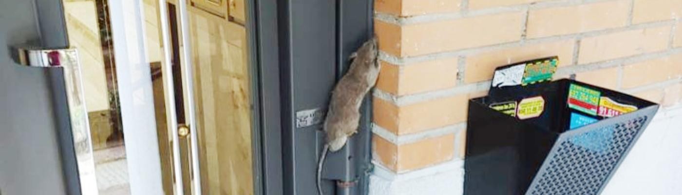 Plaga de ratas en Arganzuela (Madrid): “Están por todas partes”
