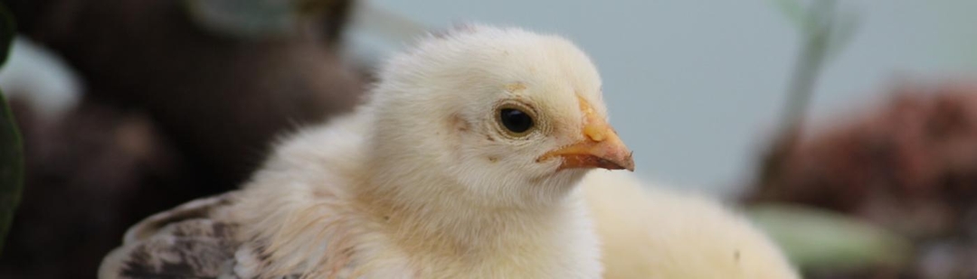 crean-pollos-modificados-resistentes-gripe-aviar