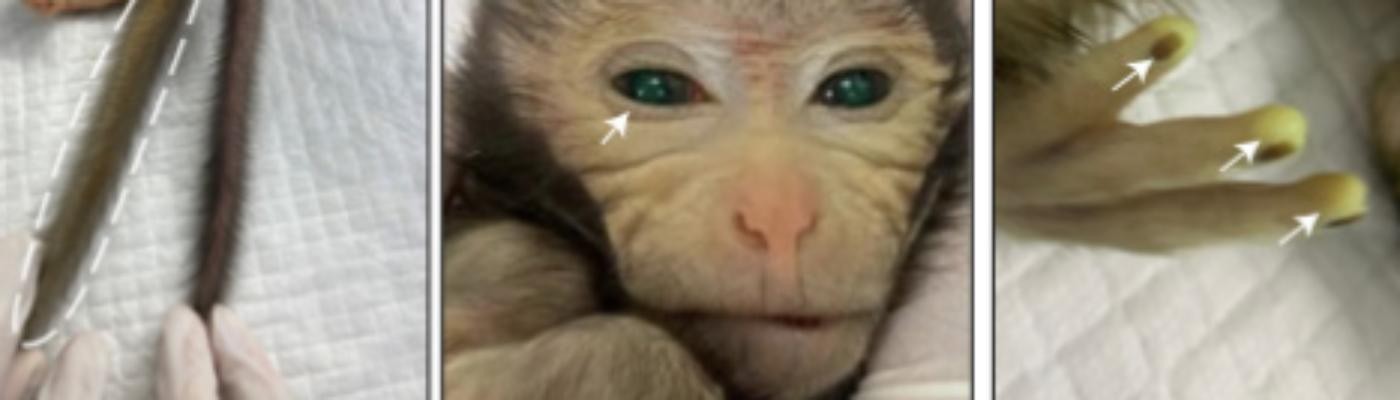 Crean la primera cría de mono “quimérico” con células madre embrionarias de monos distintos
