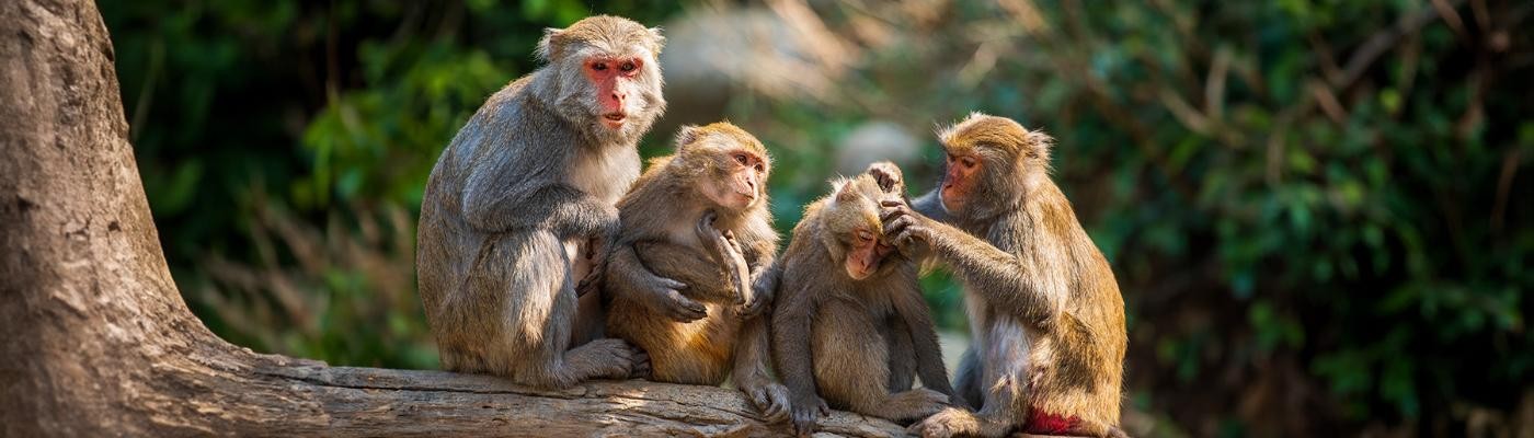 La clave del genoma humano podría estar en los primates