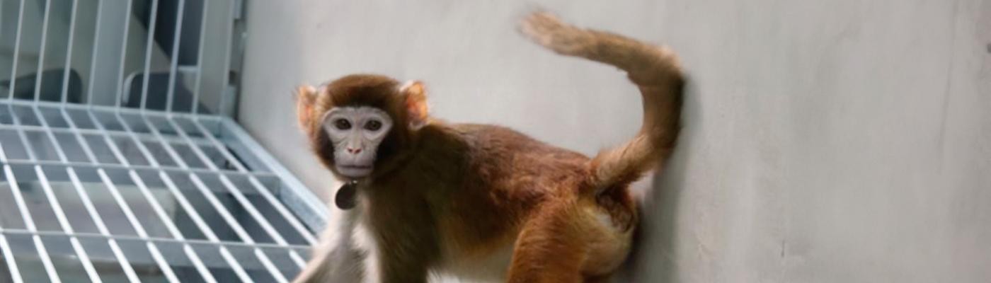 Investigadores chinos logran clonar con éxito un mono Rhesus