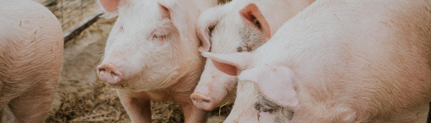 Detectan un caso de gripe porcina en un trabajador de una granja en Cataluña