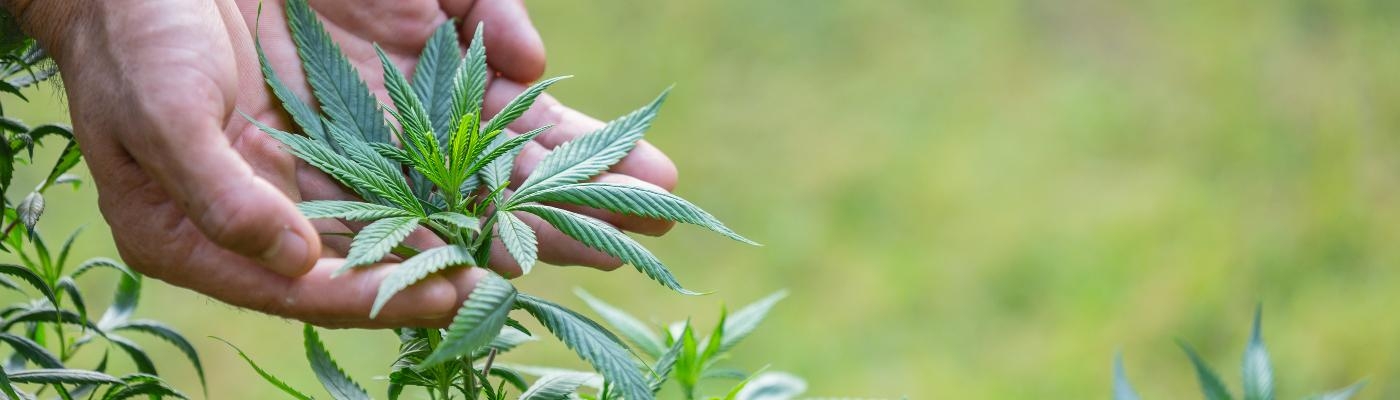 Cannabis medicinal ¿en qué casos podrá usarse y quién lo dispensará?